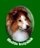 Sheltie kutyaink