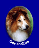 Our sheltie