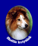 Sheltie kutyaink